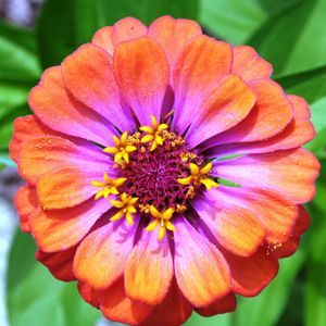 Meet your Posher, Linda